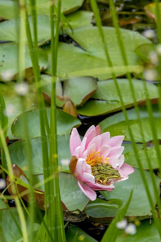 Edible Frog on water lily, North Rhine-Westphalia