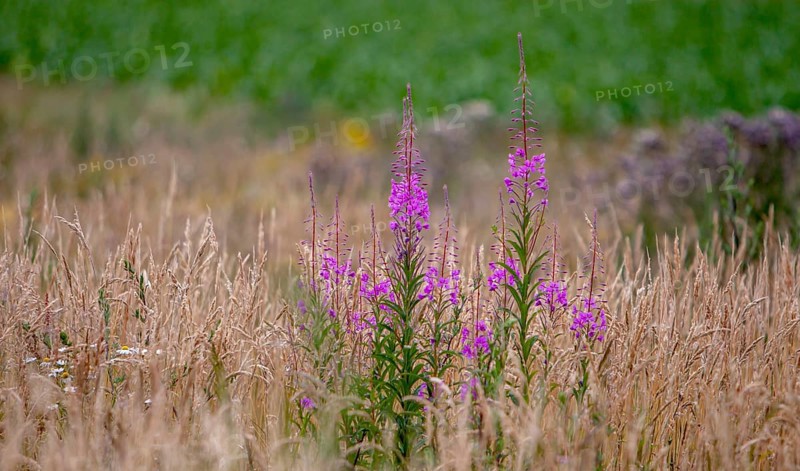 Blooming sally,