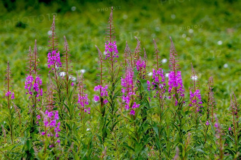 Blooming sally,