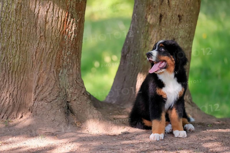 Bernese mountain domestic dog,