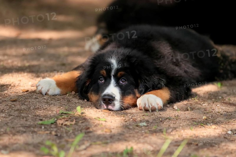 Bernese Mountain domestic dog,
