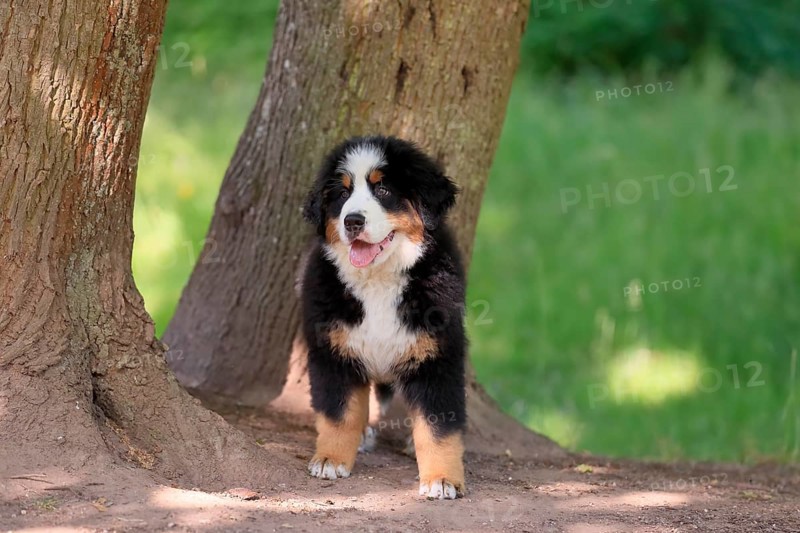 Bernese mountain domestic dog,