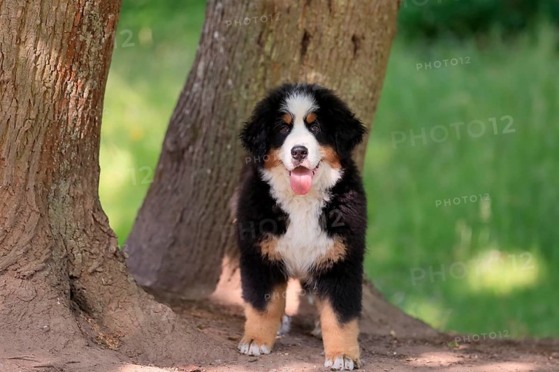 Bernese mountain domestic dog,
