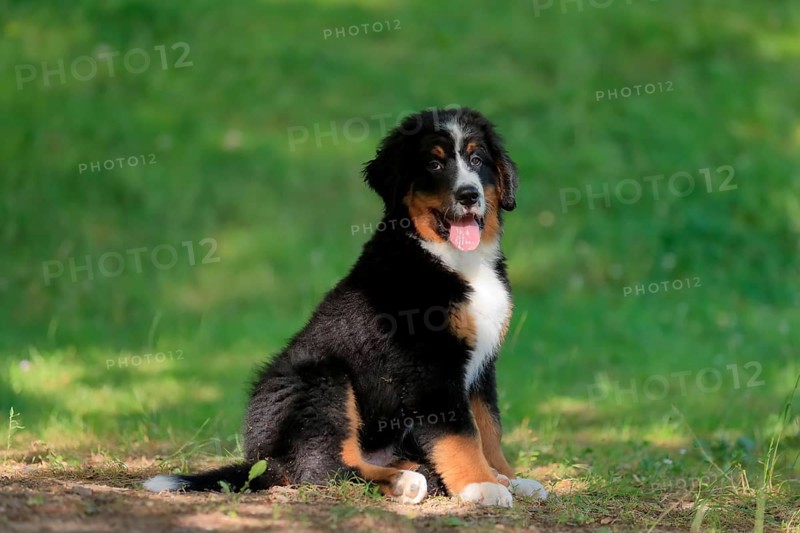 Bernese mountain domestic dog,