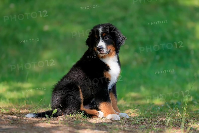 Bernese mountain domestic dog,
