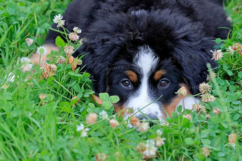 Bernese Mountain domestic dog,