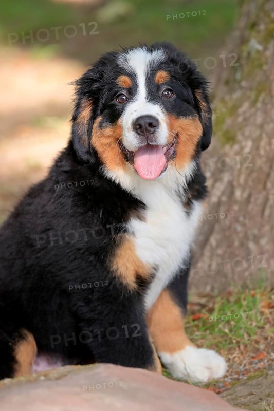 Bernese mountain domestic dog,