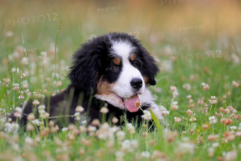 Bernese Mountain domestic dog,