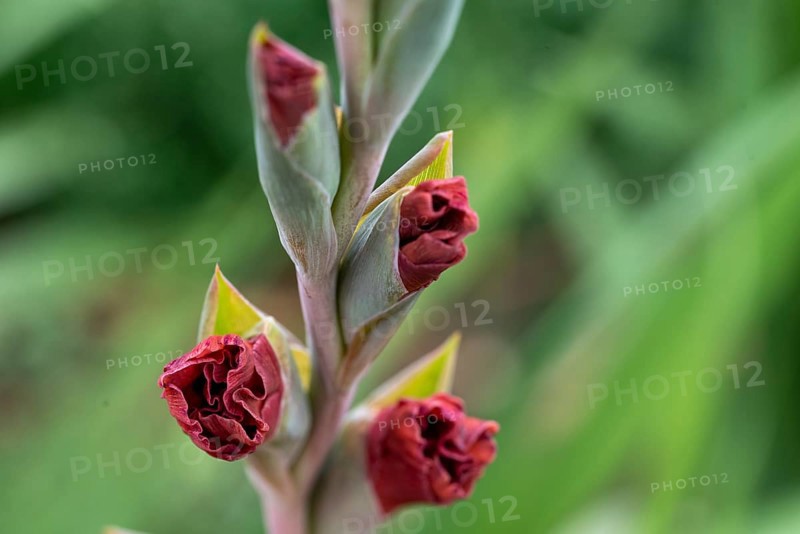 Red flowering gladiolus, garden gladiolus