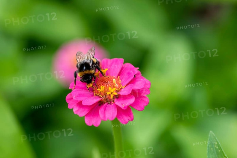 Bumblebee sucking nectar, sitting on a zinnia