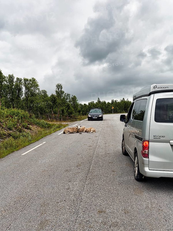 Car brakes, sheep lying on a country road