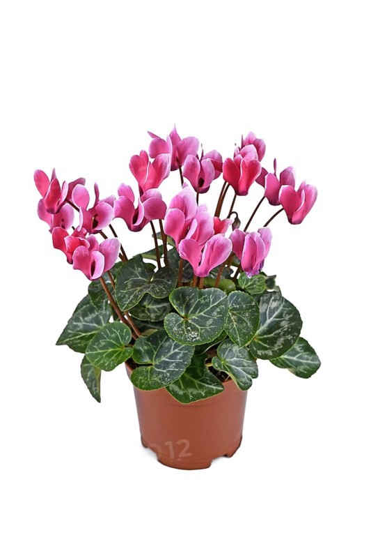 Potted pink 'Cyclamen Persicum' flowers on white background,