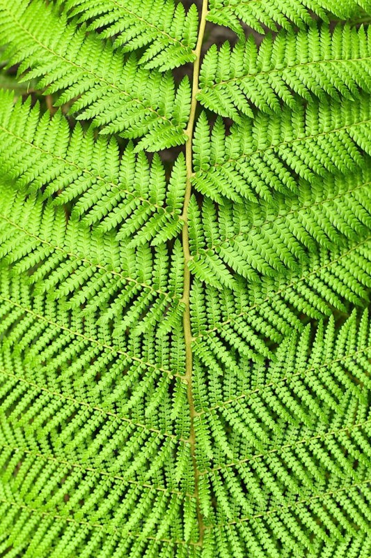 Detail top view of leaf of soft tree fern. Botanic name 'Dicksonia Antarctica',