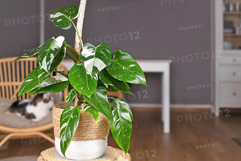 Tropical 'Philodendron White Princess' houseplant with white variegation with spots in basket pot on table,