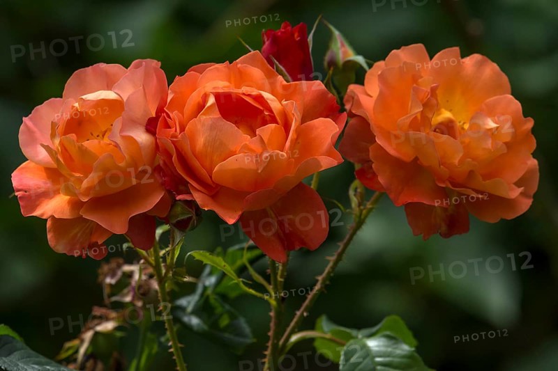 Three salmon-coloured shrub rose,