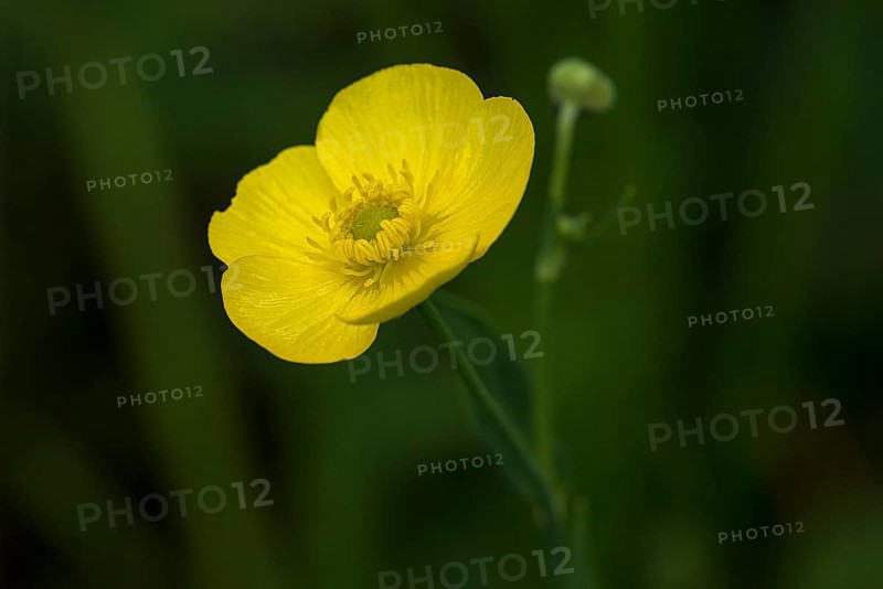 Yellow water-lily,