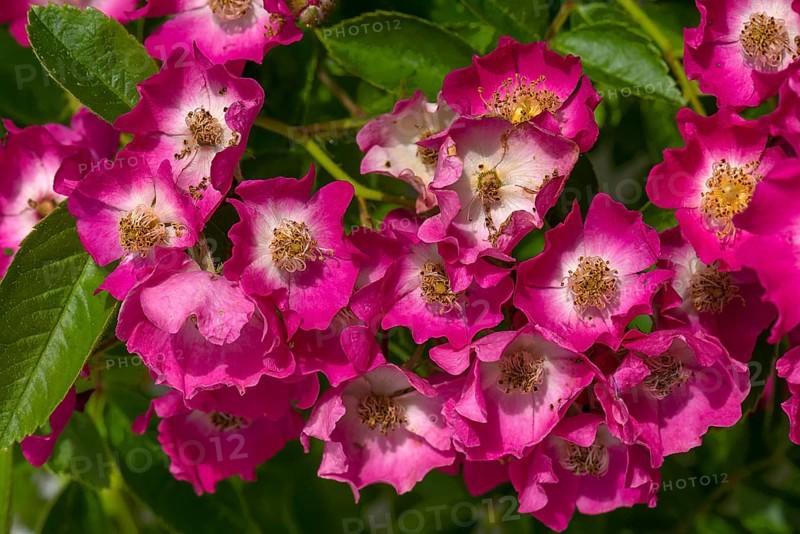 Small-flowered shrub rose,