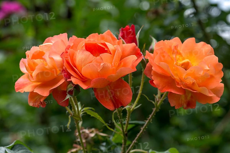 Three salmon-coloured shrub rose,