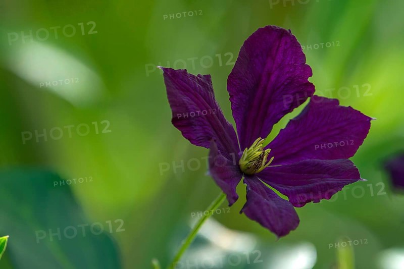 Italian wood vine,