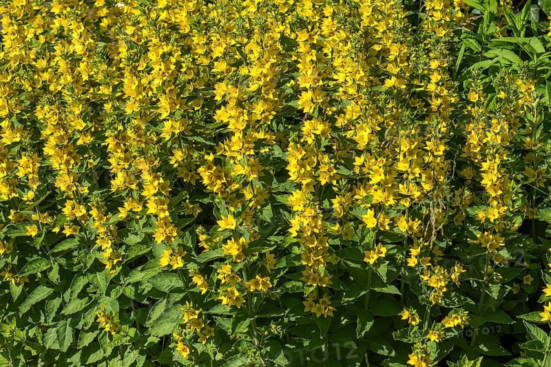 Flowering,