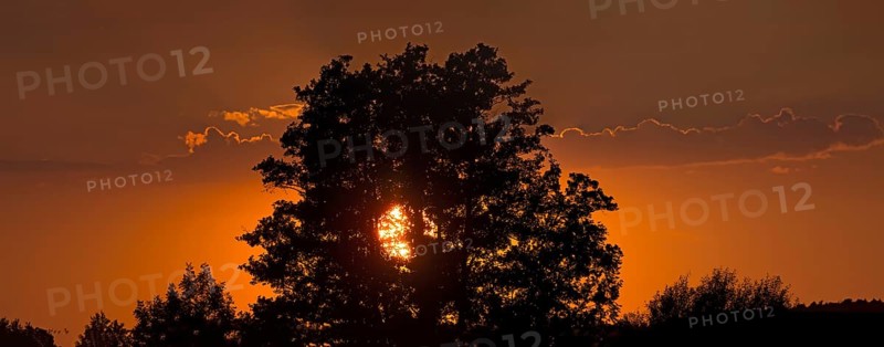 Setting sun behind an european ash,