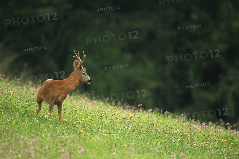 European roe deer,