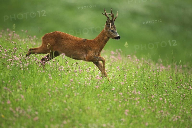 European roe deer,