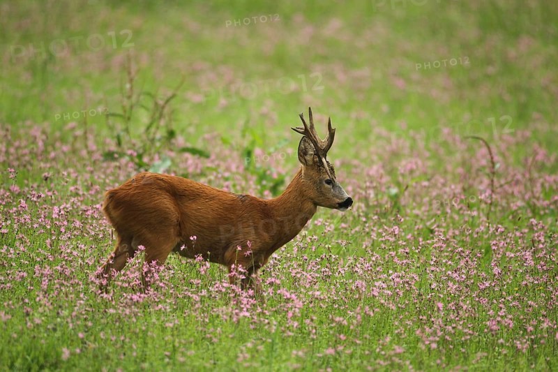 European roe deer,