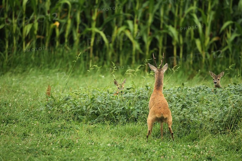 European roe deer,