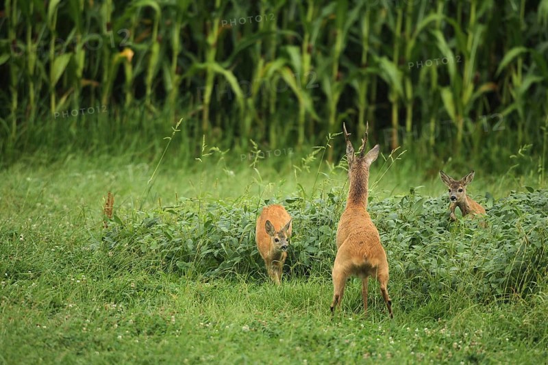 European roe deer,