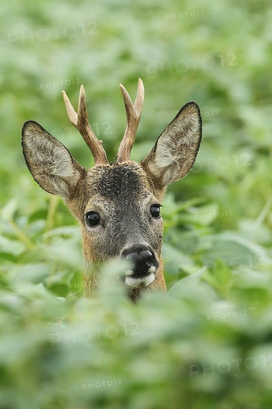 European roe deer,