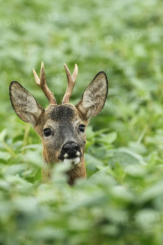 European roe deer,