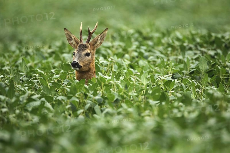European roe deer,
