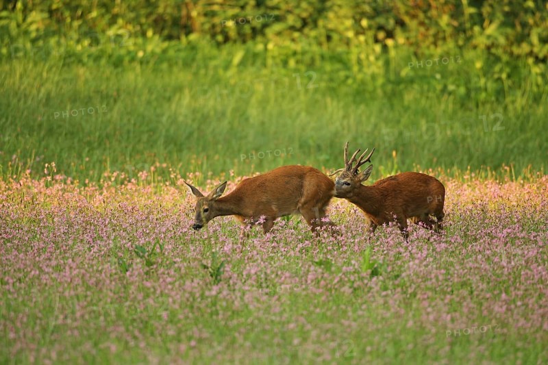 European roe deer,