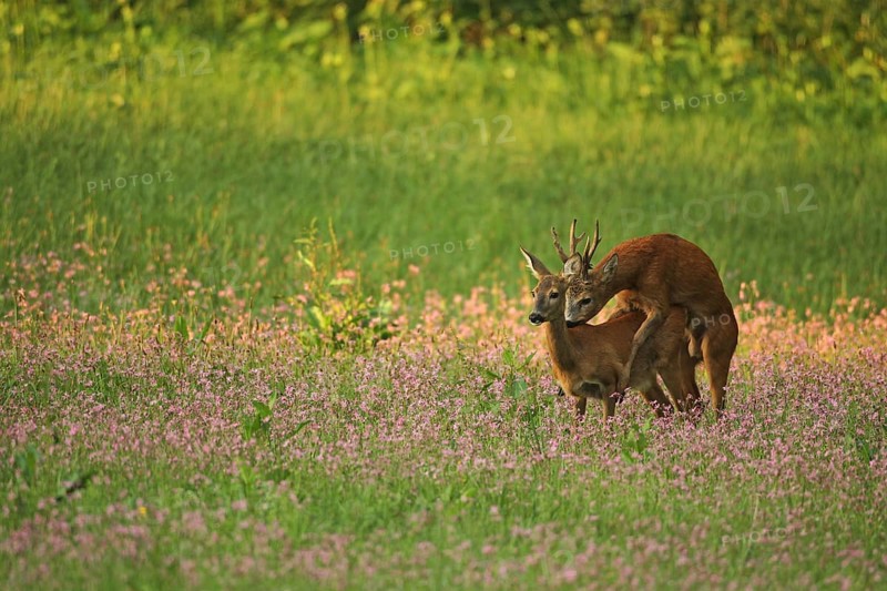 European roe deer,