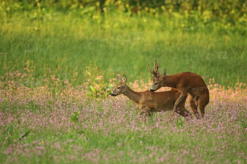 European roe deer,