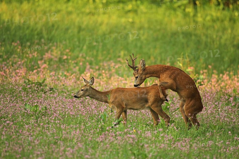 European roe deer,