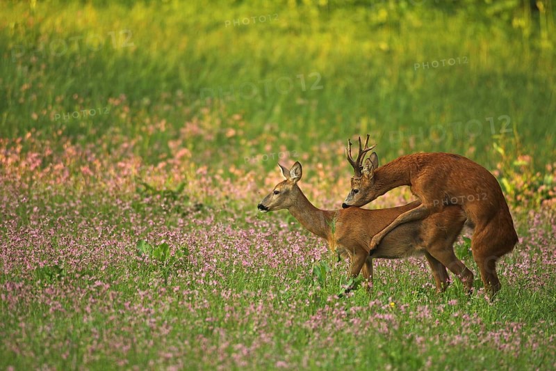 European roe deer,