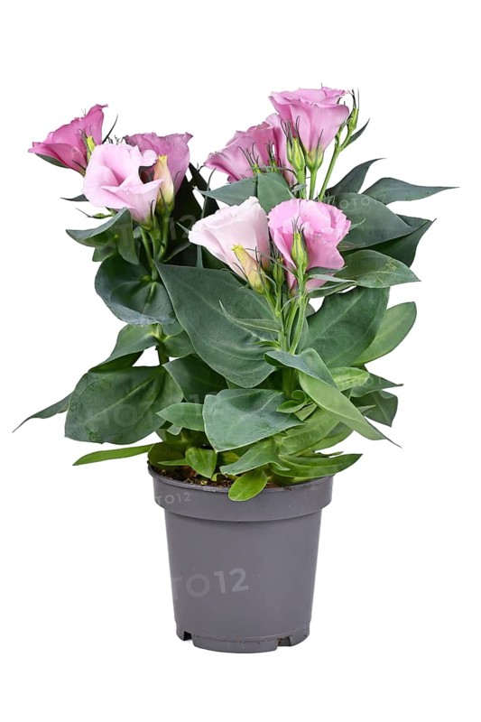 Potted Prairie Gentian plant with pink flowers on white background,