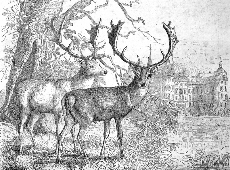 The Fallow Deer in front of Moritzburg Castle, Germany