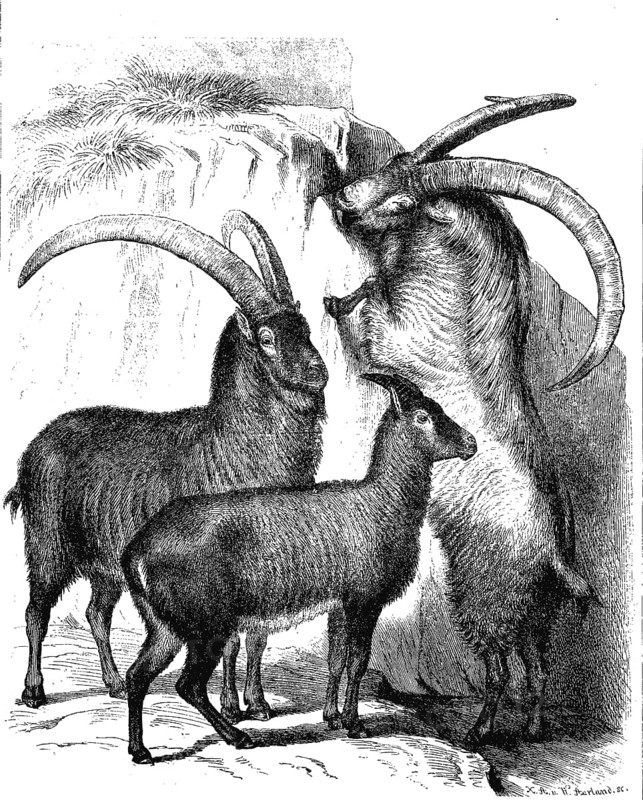 Animals, three alpine ibexes