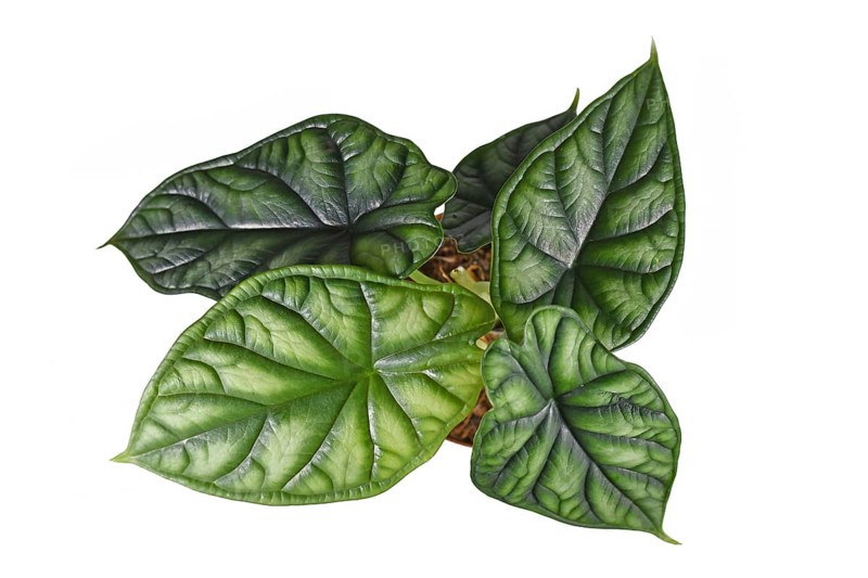 Top view of topical 'Alocasia Baginda Dragon Scale' houseplant in flower pot on white background,