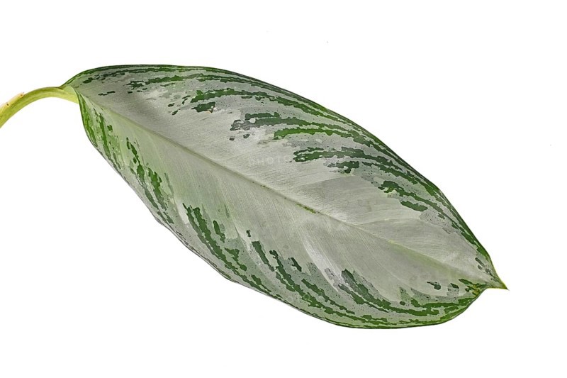 Single leaf of tropical 'Aglaonema Silver Bay' houseplant with silver pattern on white background,