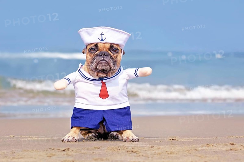 French Bulldog dog dressed up with funny sailor costume at beach,