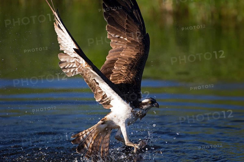 Western osprey,