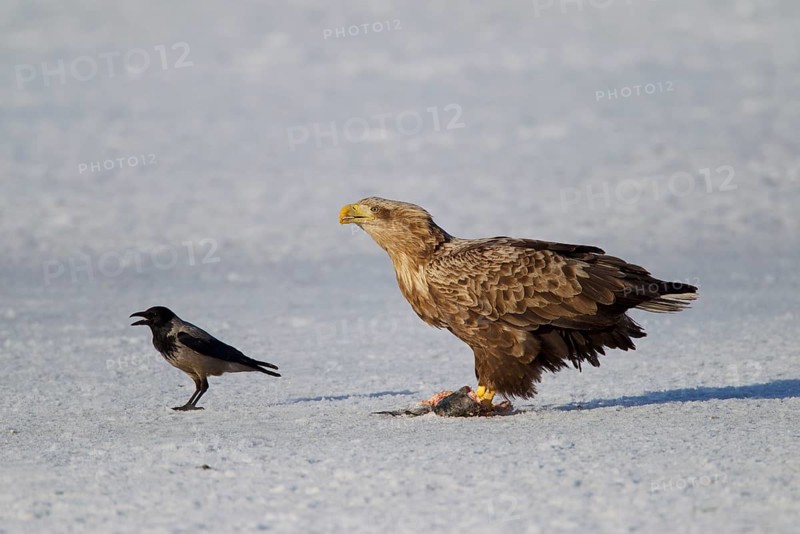 White-tailed eagle,