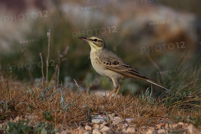 Tawny Pipit,
