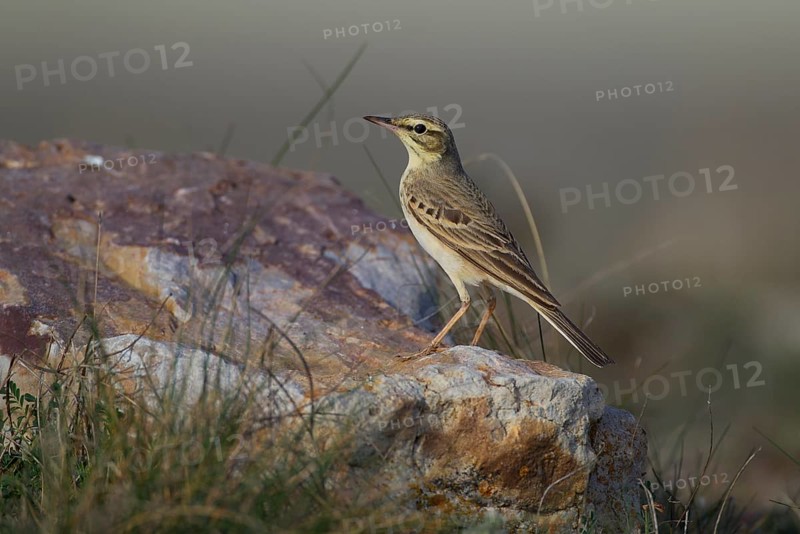 Tawny Pipit,