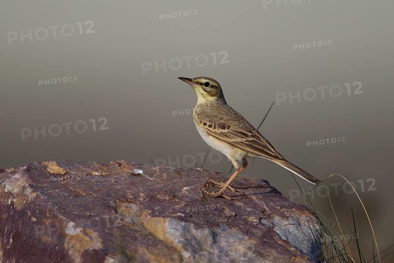 Tawny Pipit,