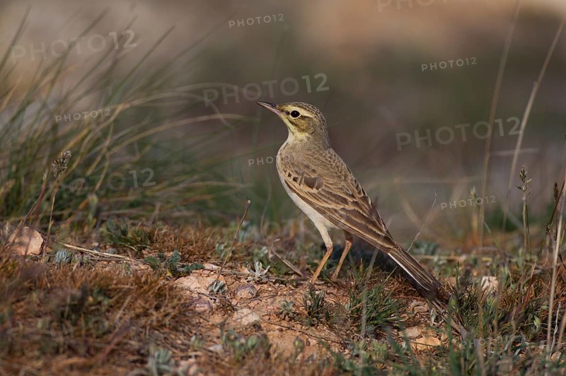 Tawny Pipit,